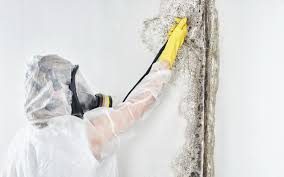 Best Industrial Mold Remediation  in Irwin, PA